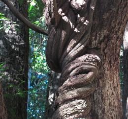 curly tree